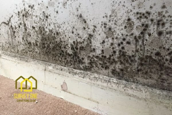 What’s the First Step to Take When You Notice Damp on a Party Wall Bristol?